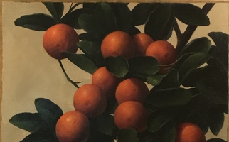 <strong>Oranges, leaves </strong> <span class="dims">24X20"</span> oil on linen